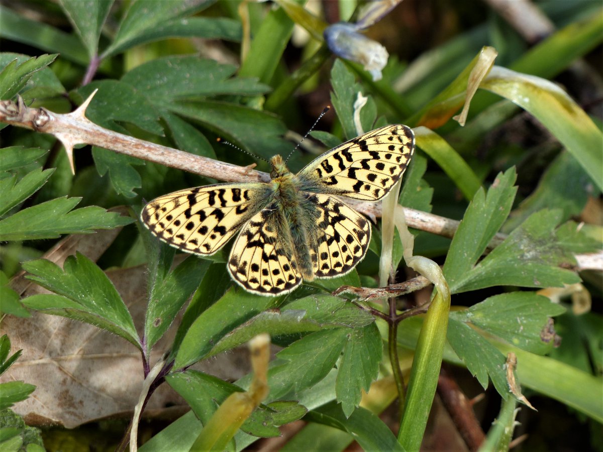 MatthewOates76's tweet photo. Diary 14/5/21: Damp night, dull morning, balmy sun from 2.15, dulling at eventide. Pearl-bordered Fritillary coming out strongly, including a white one (Ab. Pallida) and a straw-coloured one (Ab. Stramineus), doubling my life tally of PBF aberrations! https://t.co/OVQOIcZLOy