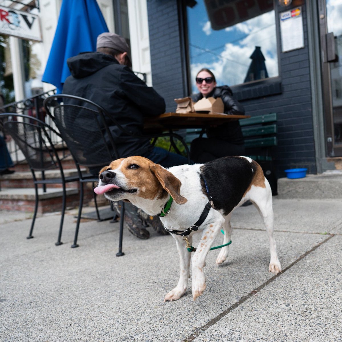 Daisy, Beagle (6 y/o), Warren &amp; N 6th St., Hudson, NY • “She’s from Boston and is a big fan of music – rock bands and lead guitarists. Her favorite is <a href="/thelightsout/">The Lights Out</a>. She’s the band's ‘puplicist’. Her Achilles heel is food – she’ll do anything for food.”