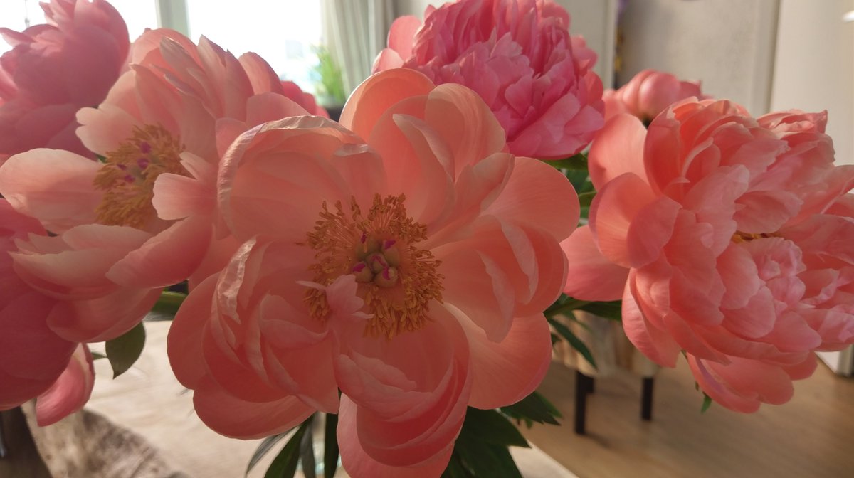 De nieuwsbrief van Wilde Weelde is uit van de maand mei, verschillende interessante stukken met onder andere wat je allemaal met vlier kunt doen!
wildeweelde.nl/nieuwsbrief-me…