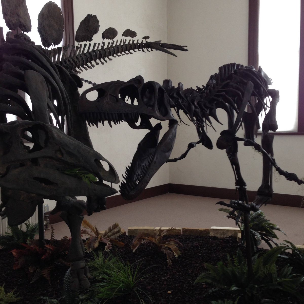 Dino Days are almost here!!
With it being our 10th anniversary, we should have some really cool dinosaur skeletons pay us a visit!!