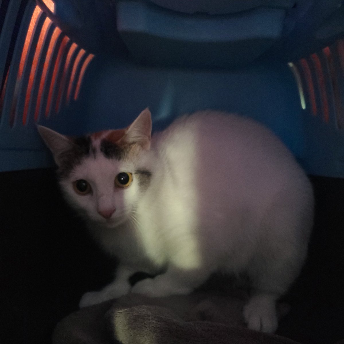 꼬질이 만났어요! 세상에나 너무 하얘져서 꼬질이 아닌줄...ㅋㅋㅋㅋㅋㅋㅋ
얌전히 이동장 들어갔는데 쫄아서 동그랗게 찌부....(˘̩̩̩ε˘̩ƪ)
이제 집으로 출발해요....(둑은둑은)