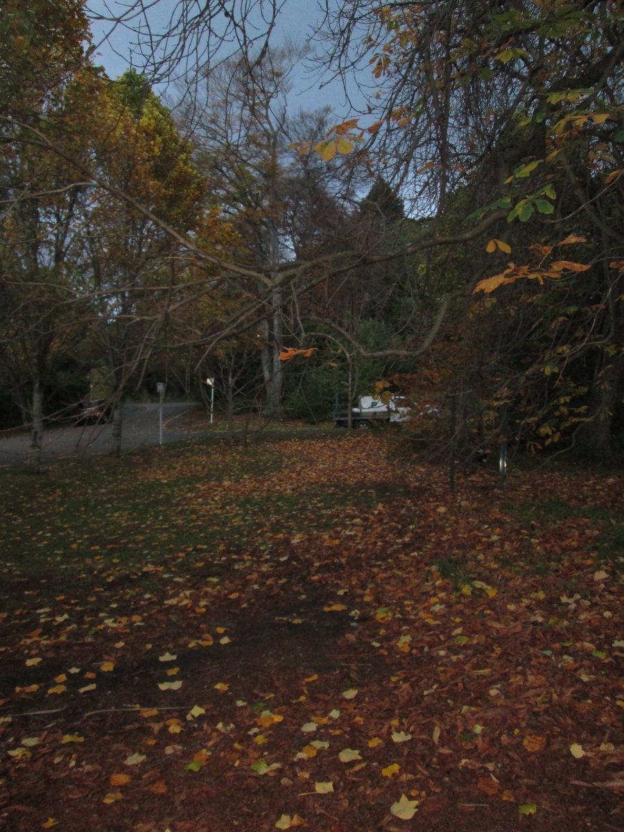 allanrob9's tweet photo. #Autumnin the town belt #Dunedin.Too dark sorry. But the sun is getting slack &amp; sleeping in. #NZ https://t.co/pIuaTD2pum