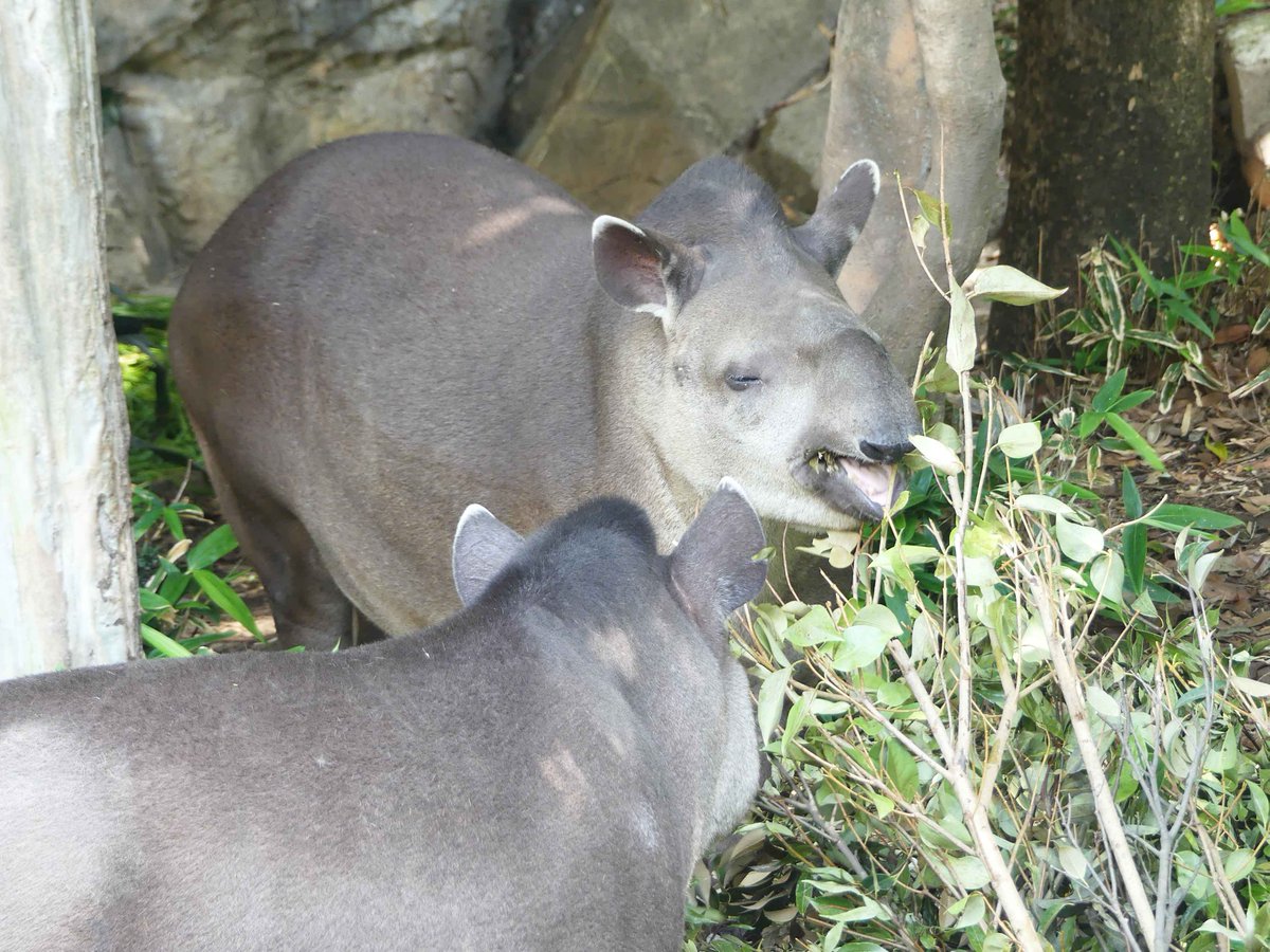 アメリカバク Twitter Search