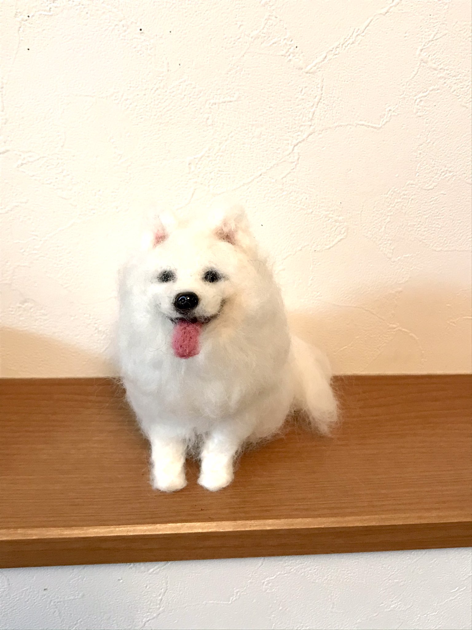 サモエド犬 Twitter Search Twitter
