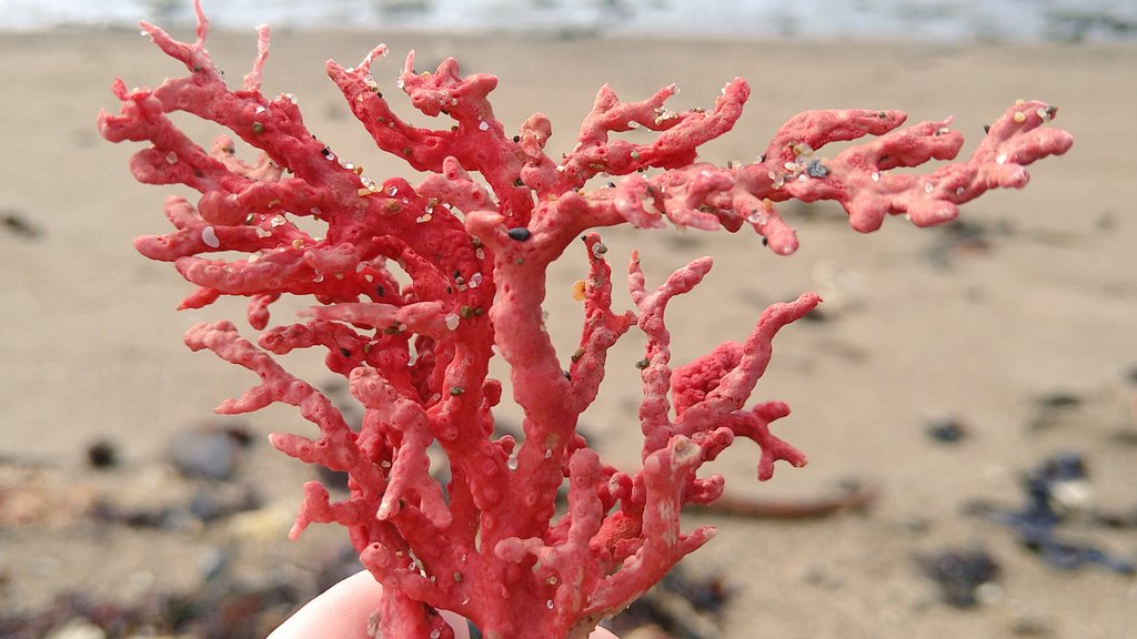 تويتر 海とうに على تويتر イソバナや海藻で海岸が赤い T Co W1tqyh5xs7