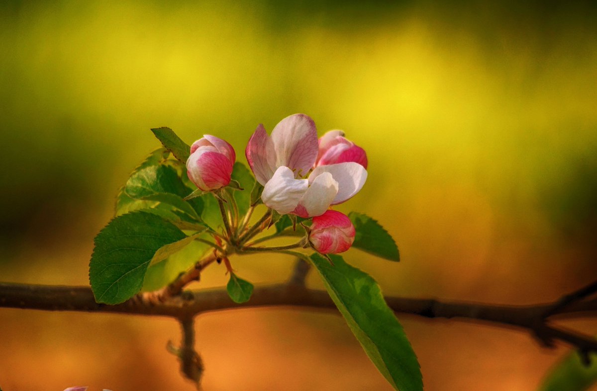 Spring flowers at the Orchard.  May 14 <a href="/weathernetwork/">The Weather Network</a>