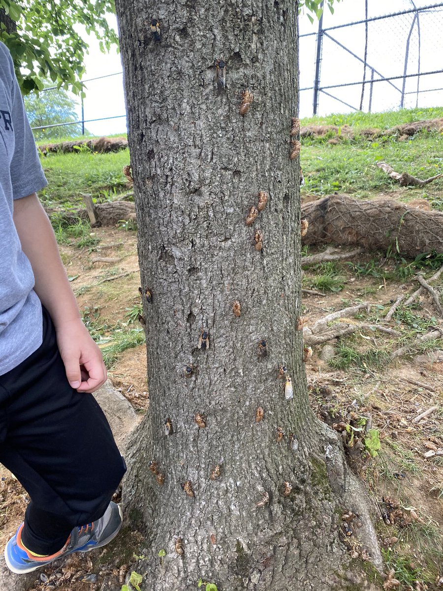 EverettKTeach's tweet photo. Incase anyone was wondering- yes the cicadas are coming out at Tuckahoe Park!!! And these kiddos are loving it 😅 #TuckahoeRocks @TuckPrinc @TuckahoeSchool @TESschoolyard https://t.co/o7z0uydNU0