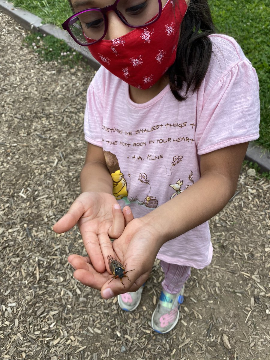 EverettKTeach's tweet photo. Incase anyone was wondering- yes the cicadas are coming out at Tuckahoe Park!!! And these kiddos are loving it 😅 #TuckahoeRocks @TuckPrinc @TuckahoeSchool @TESschoolyard https://t.co/o7z0uydNU0