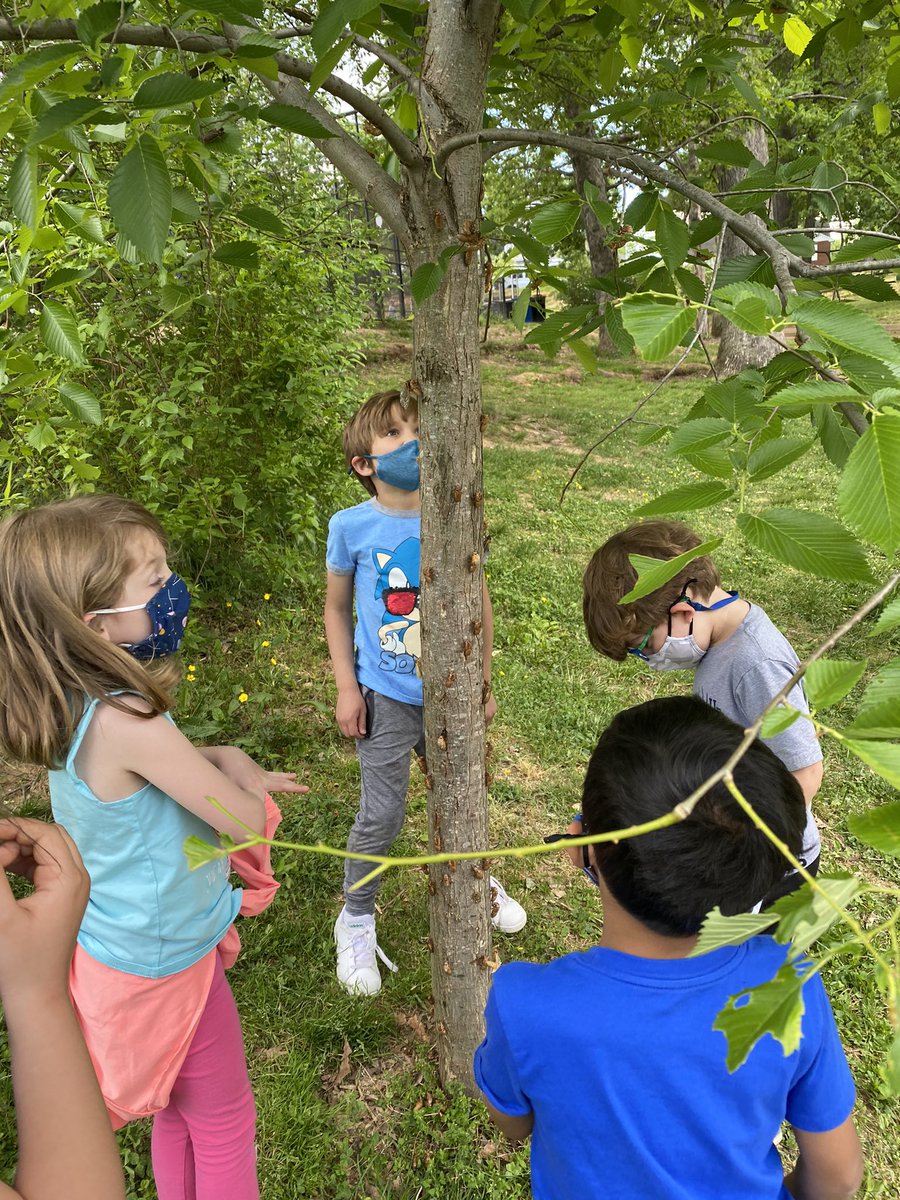 Incase anyone was wondering- yes the cicadas are coming out at Tuckahoe Park!!! And these kiddos are loving it 😅 #TuckahoeRocks @TuckPrinc <a href="/TuckahoeSchool/">Tuckahoe Elementary School</a> <a href="/TESschoolyard/">Tuckahoe Discovery Schoolyard</a>