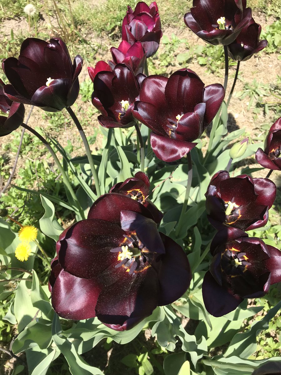 Dr. Marion Hilliard Sr PS (@dmhsps_tdsb) on Twitter photo On behalf of the #HILLIARDPRIDE staff we would like wish everyone a great weekend. Check out our beautiful tulips in full bloom. <a href="/MrJ_TDSB/">Matt Johnston</a> <a href="/TeacherPersaud/">Jennifer Persaud</a> <a href="/mythedch/">Mythili Thedchanamoorthy</a> <a href="/tdsb/">Toronto District School Board</a> <a href="/LC3_TDSB/">TDSB LC3</a> @Melissa_TDSB_AL <a href="/YaliniR_Ward21/">Yalini Rajakulasingam</a> On behalf of the #HILLIARDPRIDE staff we would like wish everyone a great weekend. Check out our beautiful tulips in full bloom. <a href="/MrJ_TDSB/">Matt Johnston</a> <a href="/TeacherPersaud/">Jennifer Persaud</a> <a href="/mythedch/">Mythili Thedchanamoorthy</a> <a href="/tdsb/">Toronto District School Board</a> <a href="/LC3_TDSB/">TDSB LC3</a> @Melissa_TDSB_AL <a href="/YaliniR_Ward21/">Yalini Rajakulasingam</a>
