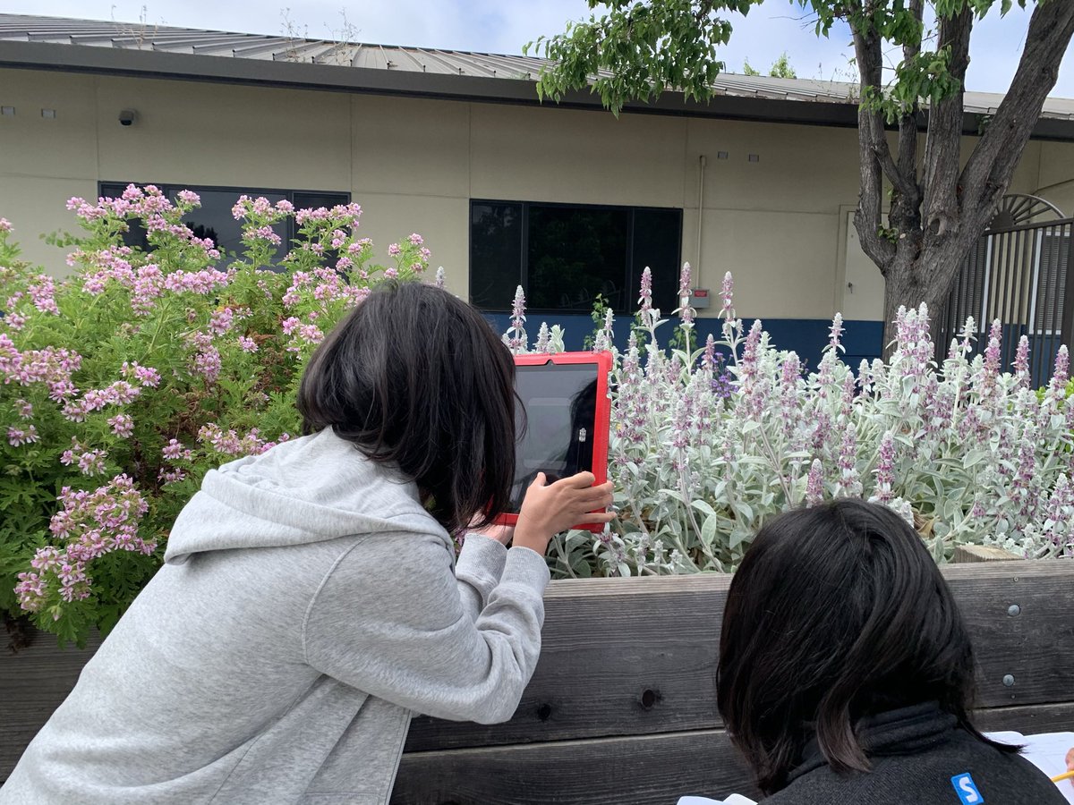 Make a Plant Pal!Use the power of observation & make friends with one of the plants at Lyn garden. Sketching helps us remember what we notice. Know the scientific names of plants and more, using Seek app by @calacademy, @lynhavenlynx1 @campbellusd, @AnneAjlouni ,@BeatriceRowan