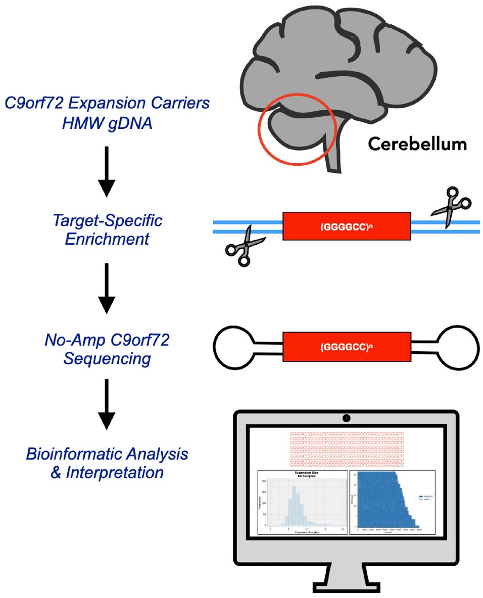 Brain1878's tweet photo. DeJesus-Hernandez et al. use long-read targeted sequencing to investigate clinicopathological associations with the length of the expanded repeat in C9orf72-linked diseases. https://t.co/SHzI7wppP5 https://t.co/8vDuaEMtQi