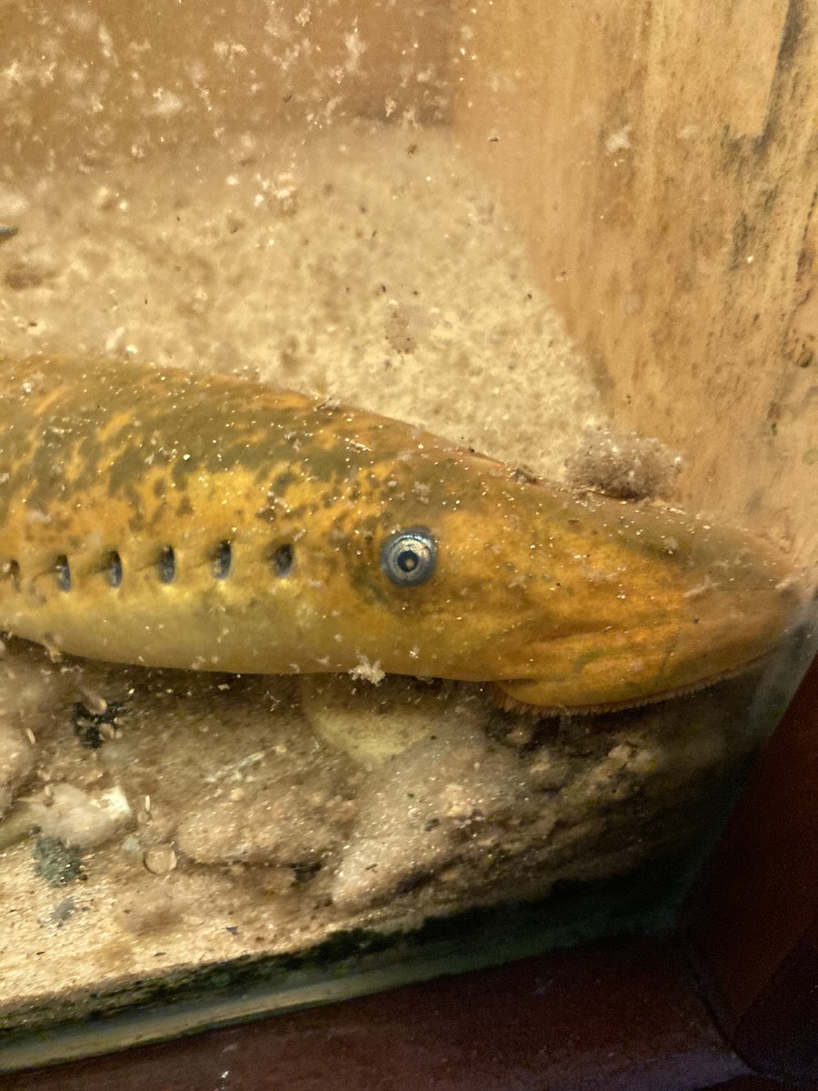 FishCrazyTeach's tweet photo. Lamprey are here!! Special thanks to @K4Graham for digging up a cooler last minute when mine sprung a leak! https://t.co/xEcranzfT1