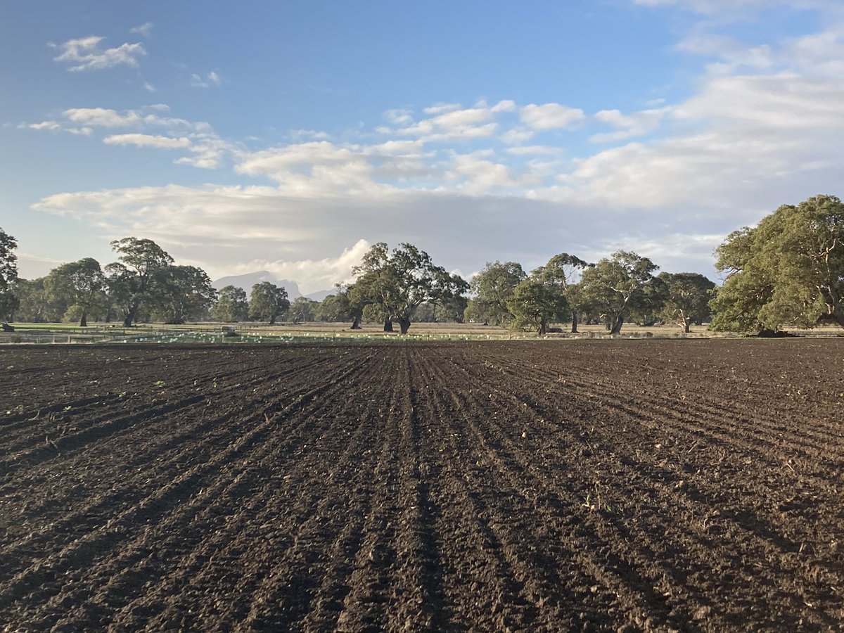 Barenbrug hybrid Shogun late flowering tetraploid ryegrass sown into perfect conditions in SW Vic with Wallace Contractings Vaderstad drill. Love the production we get from this grass <a href="/BarenbrugAUS/">Barenbrug Australia</a>
