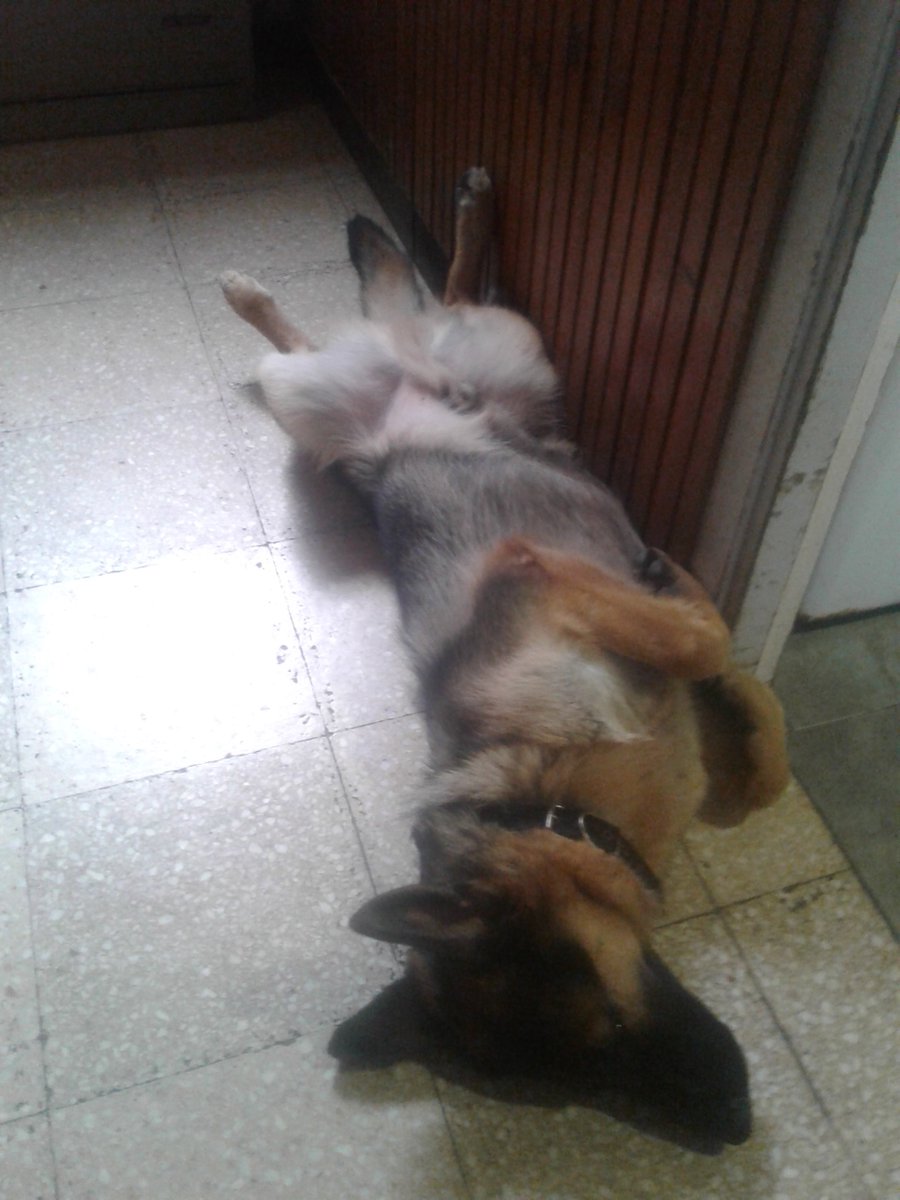 LeoMantoan's tweet photo. #adolfo #elputoamo #GermanShepherd https://t.co/ZX2isZUUKF