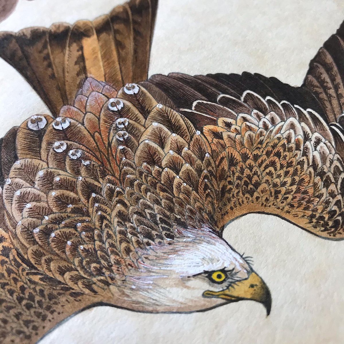 弓 最新情報まとめ みんなの評価 レビューが見れる ナウティスモーション 19ページ目