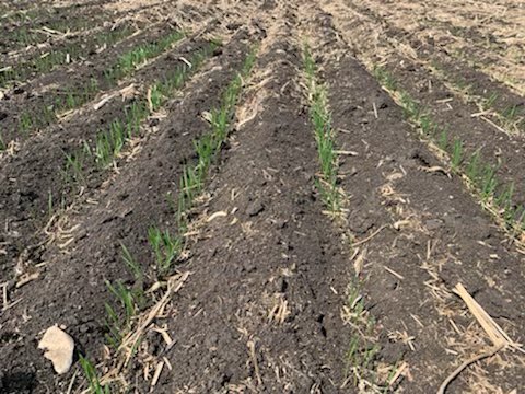 WWFCandWKfan's tweet photo. Here’s a quick #crop21 update North of Brandon. #AACBrandon #wheat seeded April 27th, a bit deeper to find moisture, emerging in low trash areas,  very nice stand that would welcome some rain! @syngentacanada https://t.co/25WTs7gEEu
