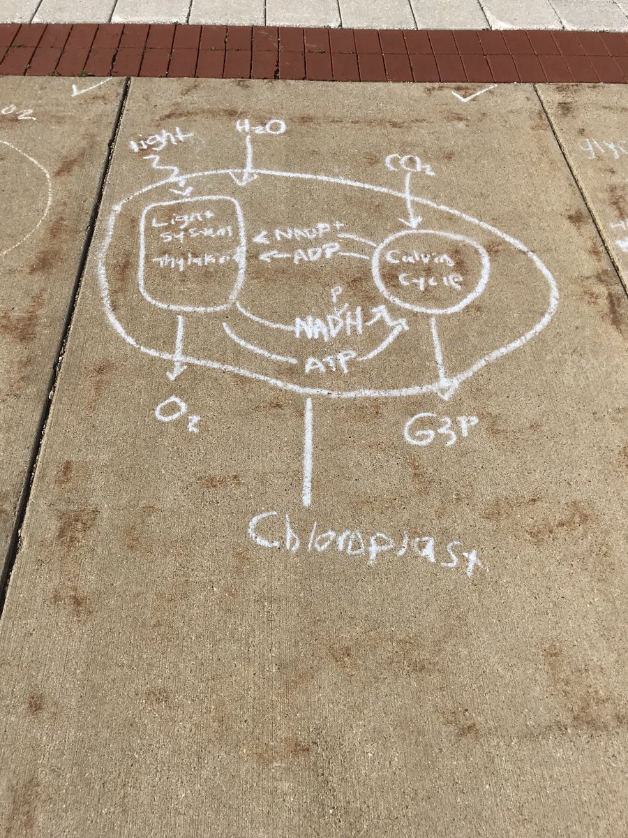 BenjaminKopek's tweet photo. Congratulations ⁦@HopeBio⁩ students for making it thru the COVID year. Especially proud of intro students who found fun and creative ways to study safely outside. No go out and tell them how #vaccineswork ⁦@HopeCollege⁩ https://t.co/NZrDZG5a3d