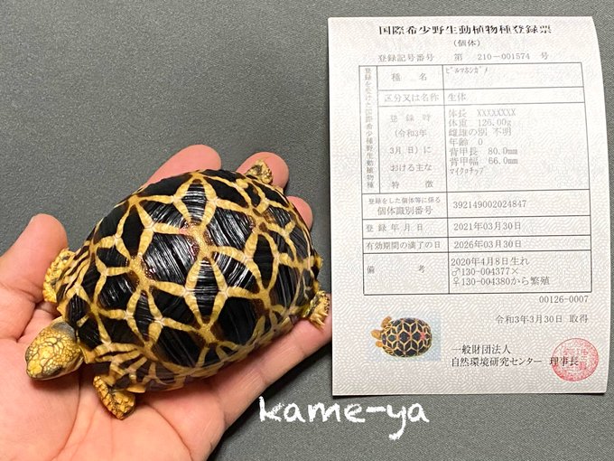 Kame Yaナオ さん のツイート 販売 の検索結果 2 Whotwi グラフィカルtwitter分析