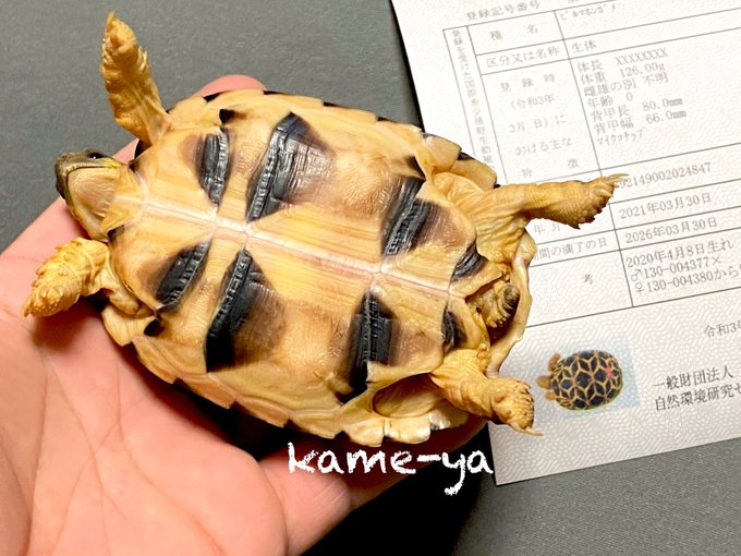 Kame Yaナオ さん のツイート 販売 の検索結果 2 Whotwi グラフィカルtwitter分析