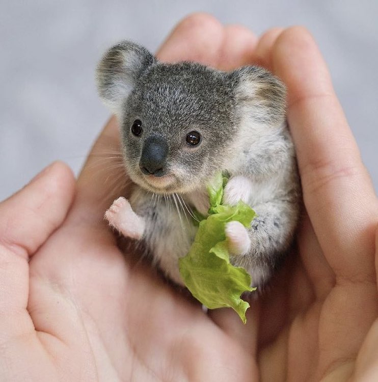 Animals can make you laugh on Twitter: Animals can make you laugh on Twitter: