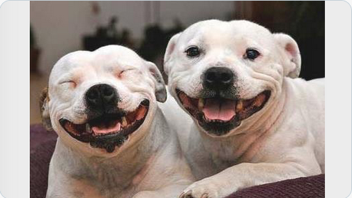 WeLoveDogsUSA's tweet photo. Best friends: one tells the jokes and the other one laughs https://t.co/e7N2V6iqzn
