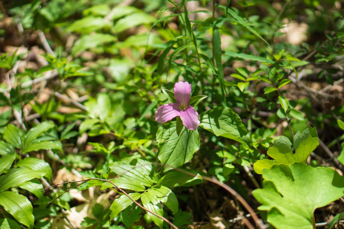 JRussPhoto's tweet image. Great day for a walk in the park