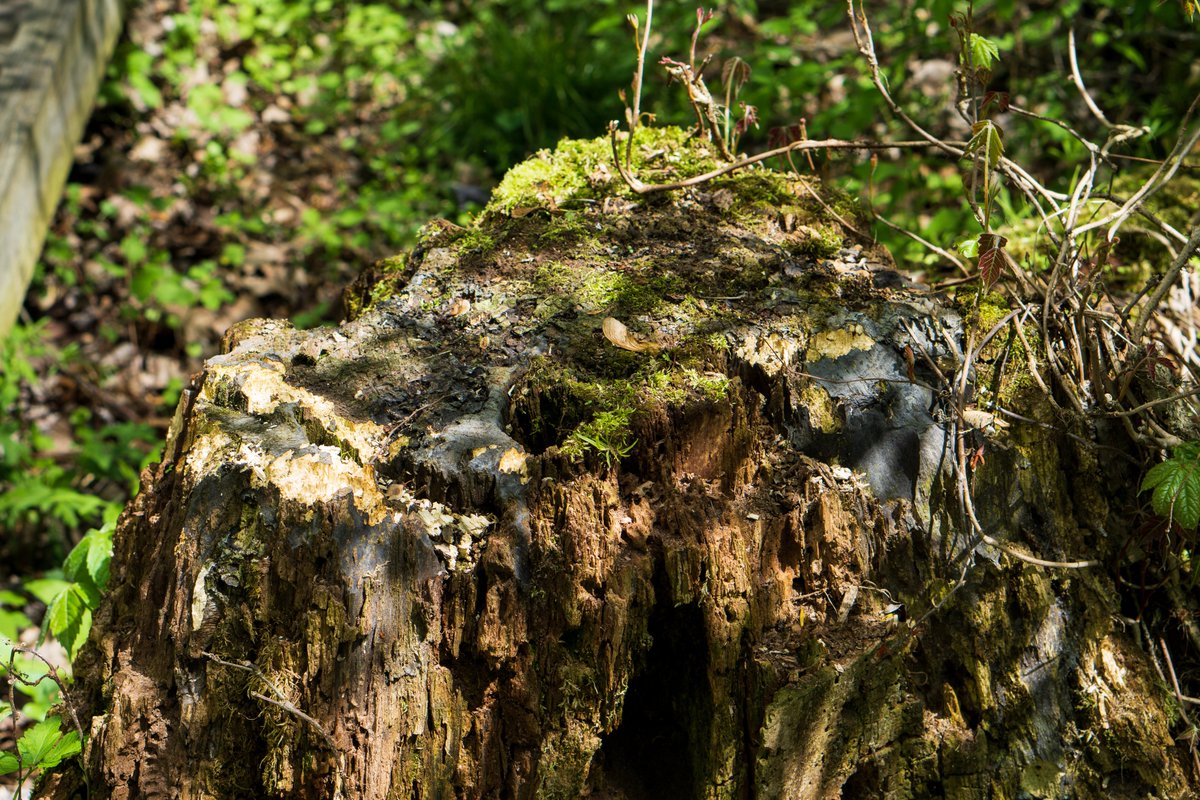 JRussPhoto's tweet image. Great day for a walk in the park