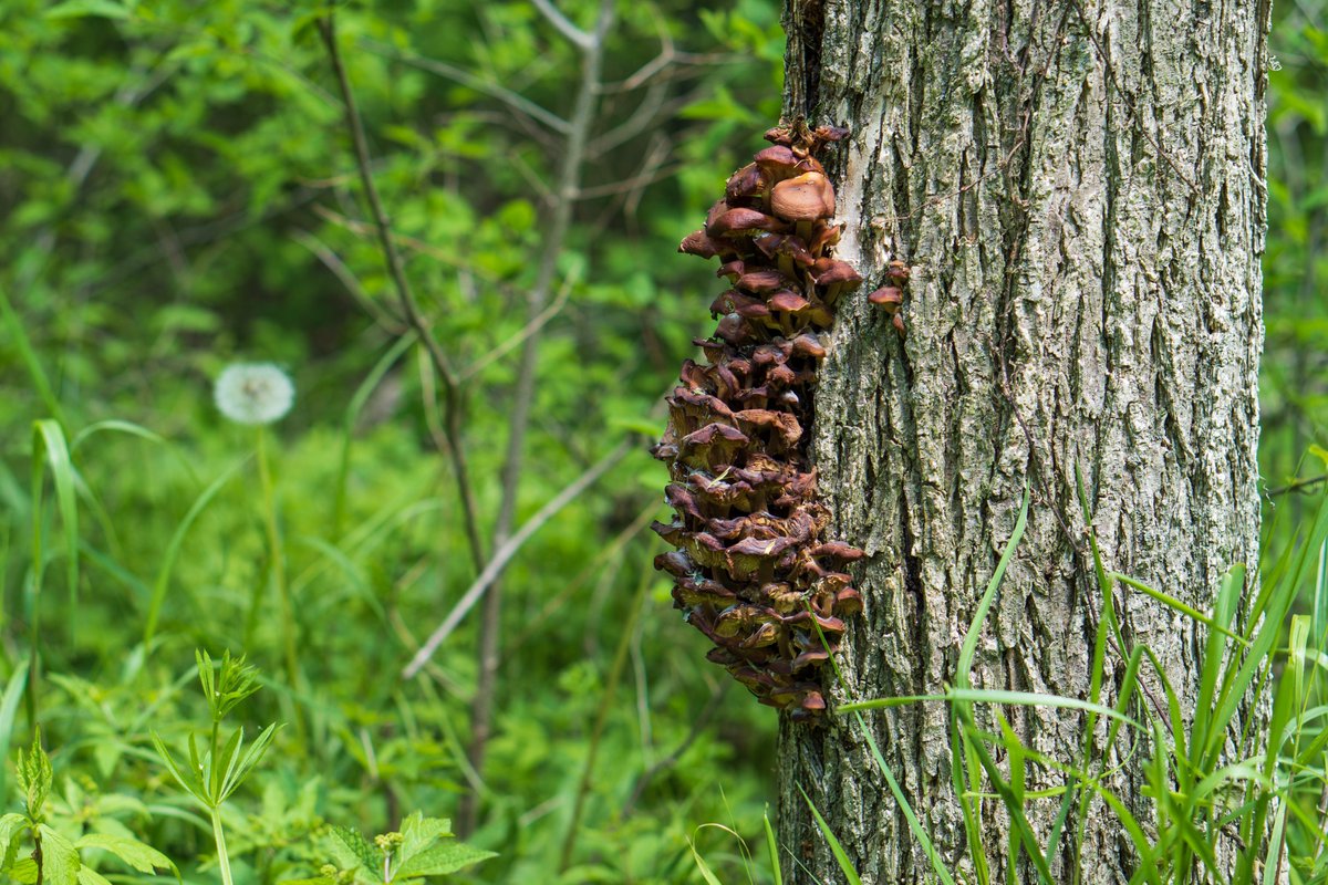 JRussPhoto's tweet image. Great day for a walk in the park