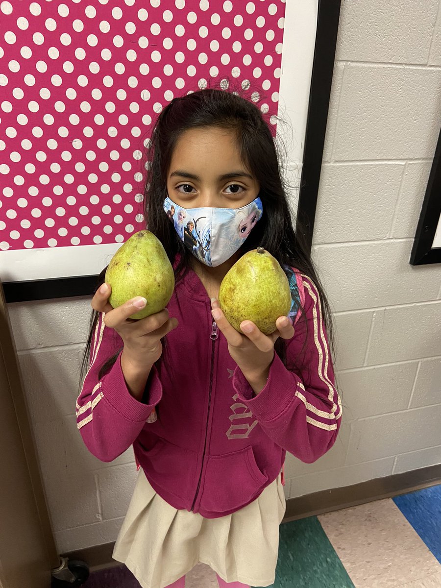 learnwithphelps's tweet photo. Pears are a great snack!  We are thankful to have extras to take home. 

#MNPSWellnessWeek2021
@MNPS_kidshealth @WhitsittWildcat https://t.co/I3qKmZX0Ti