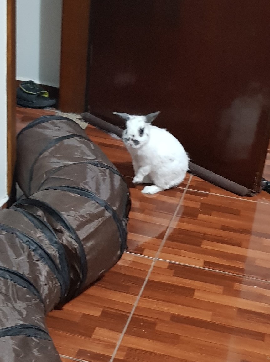 tokkaepi's tweet photo. Just a bunny account now. https://t.co/IDbRy5uUCQ