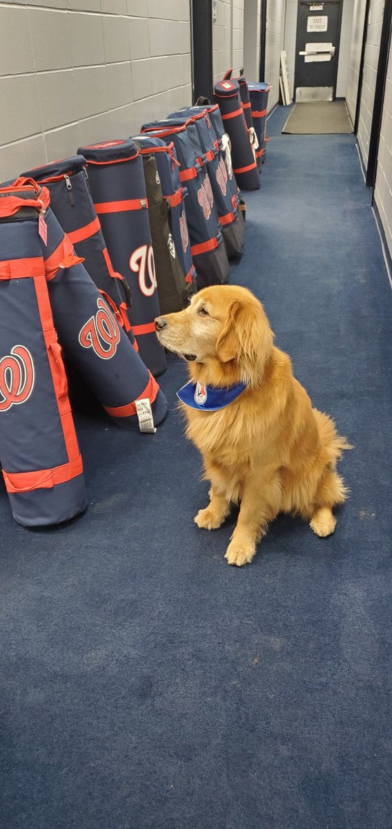 BatdogRookie's tweet photo. As part of my Bat Dog duties, I check out our @TrentonThunder bats to make sure they are all in good condition.  I walked by the visiting team bats, they brought so many...I've never seen this many bat bags in the hallway before. https://t.co/4udAc8xX0G