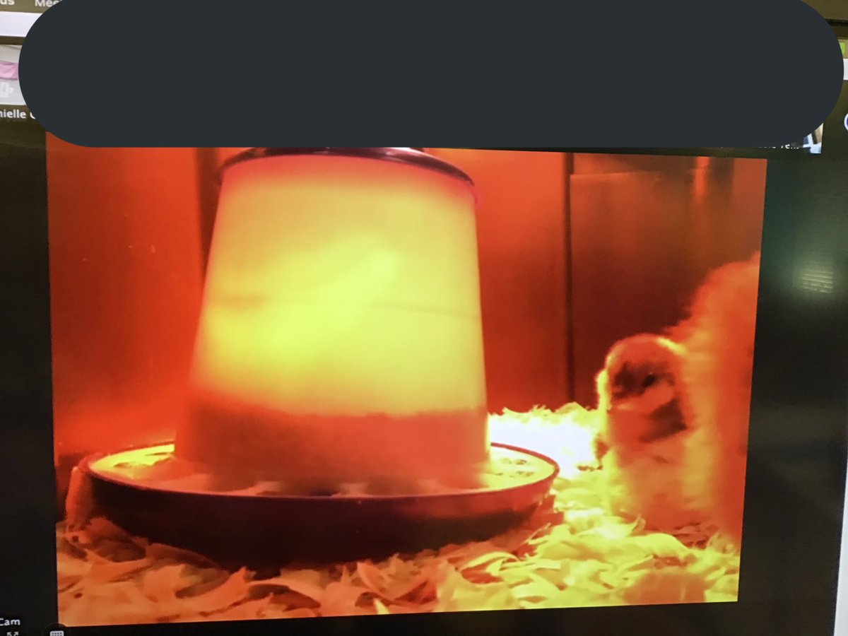 DanielleCarl5's tweet photo. Set up a Chick Cam during our zoom today! We all enjoyed watching our feathered friends while playing Jeopardy with student-created questions about life cycles! @UNCGMSPS https://t.co/GqE9B26M4P