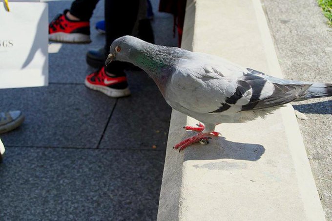 a_london_pigeon's tweet photo. Yeah, red ones-&-twos .. snap
π· Ellee Emery @ElleeBelly14 #repost #May2015 https://t.co/ILCojwIMOk