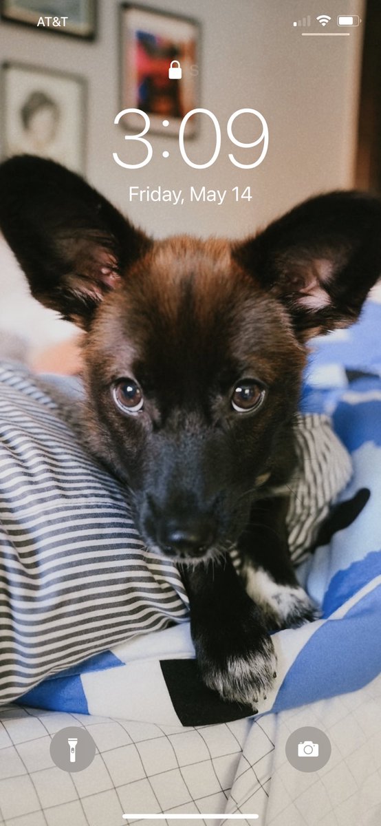 AkilahObviously's tweet photo. Drop your Lock Screen (Dogtor Fauci) https://t.co/YYujpGOSQ3