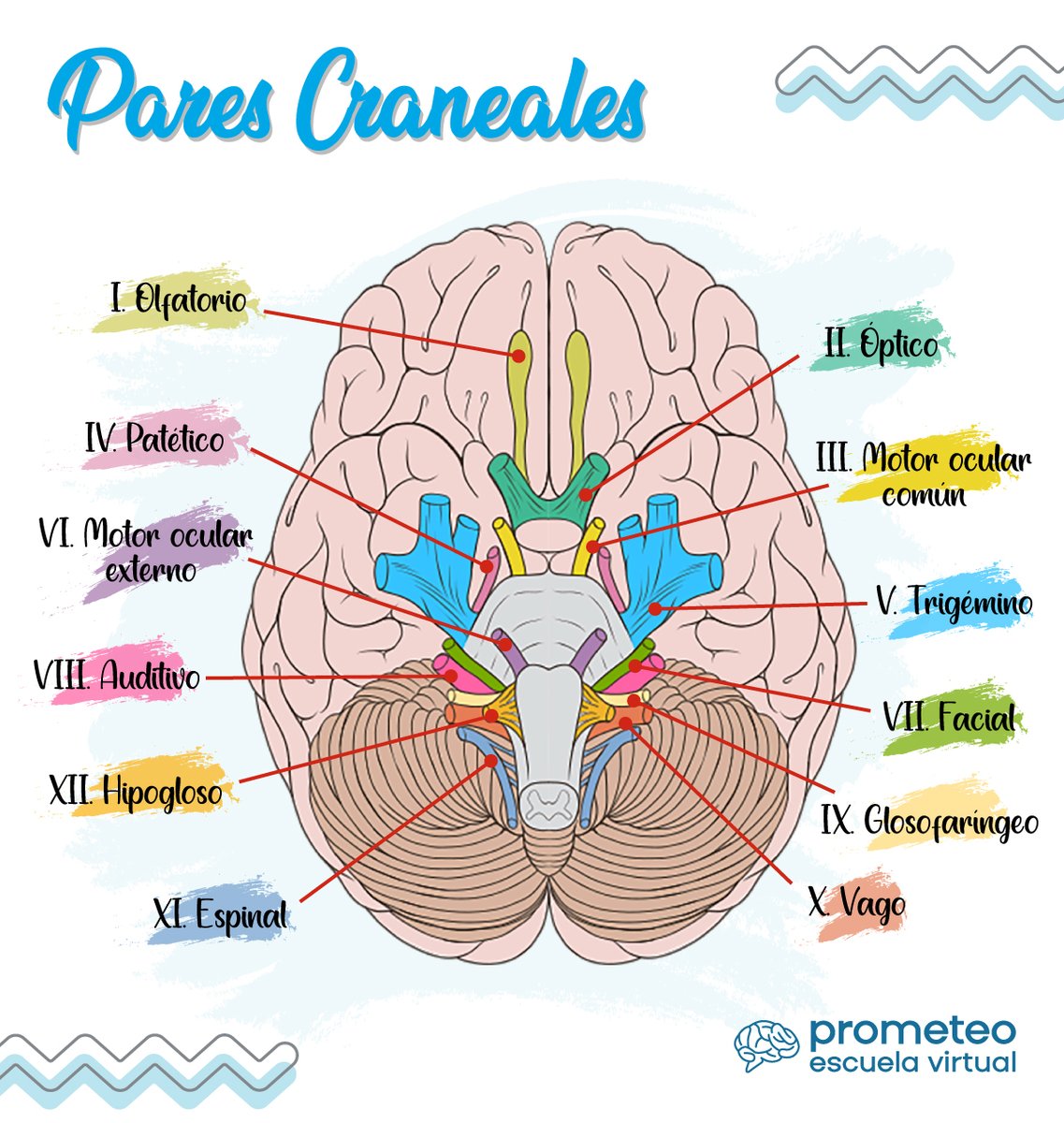 PrometeoEscuela's tweet photo. Los pares craneales son un conjunto de nervios que salen directamente del encéfalo, a diferencia del resto de nervios del sistema nervioso.
.
.
.
#PrometeoEscuelaVirtual #YoAmoLaMedicina #EstudiantedeMedicina #EstudianteMedico #craneales https://t.co/BwUgLLTCH8