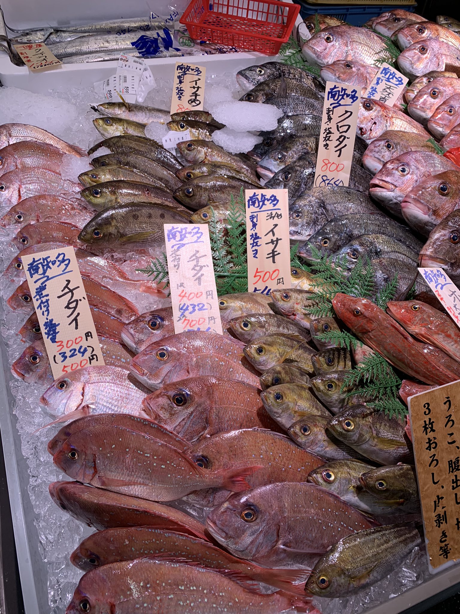 Acciちゃんねる 本日の 魚太郎inげんきの郷 写真集 カツオくんがいっぱい並んでました 並べ方綺麗ですね 大府市 T Co Zrqwfrxysx Twitter