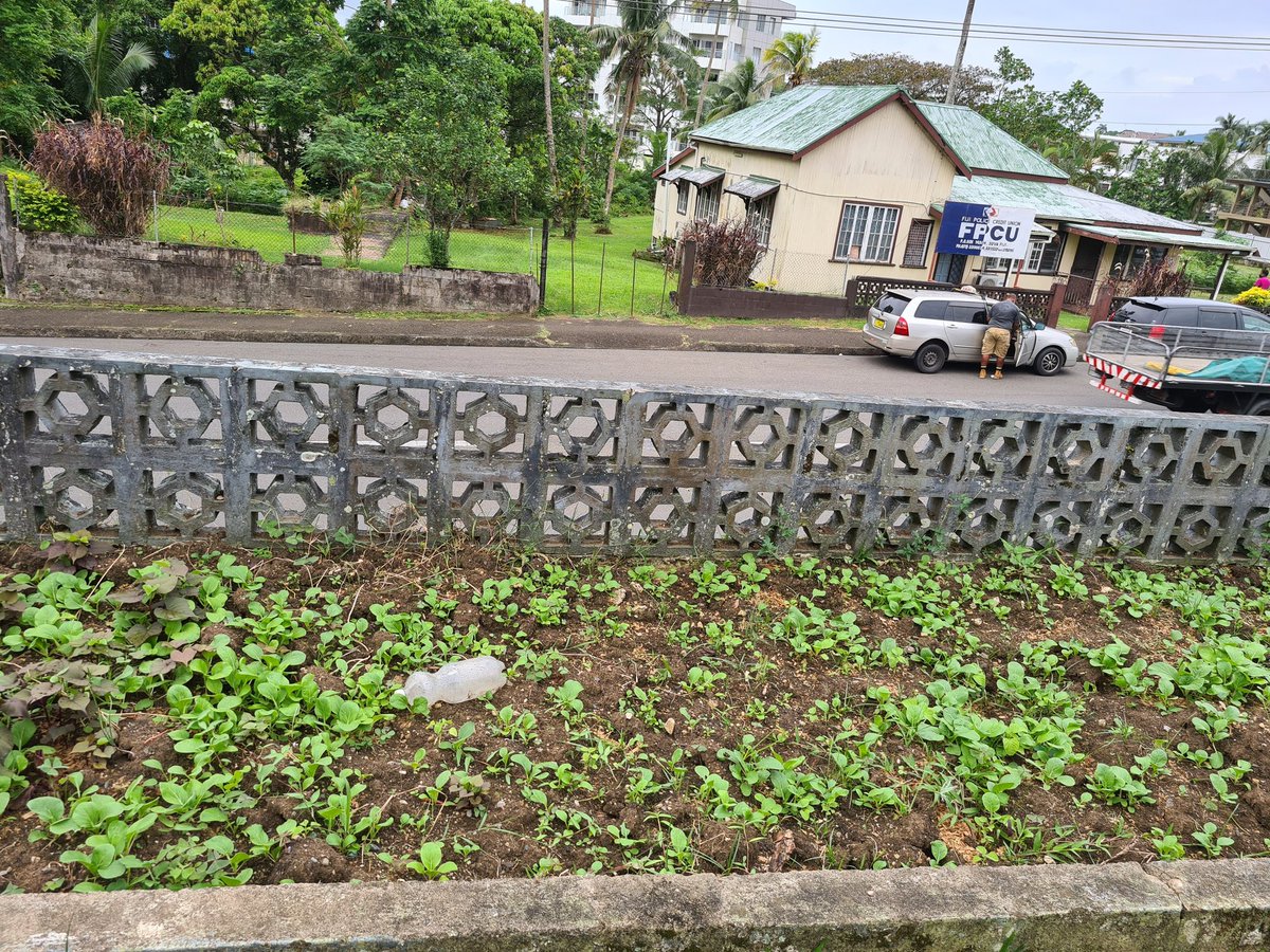 #urbanfarming 
#urbangarden 

Office cabbage plots doing very well in these past few weeks of lockdown! And camquat tree bearing fruit  at an absolutely great to pick height!