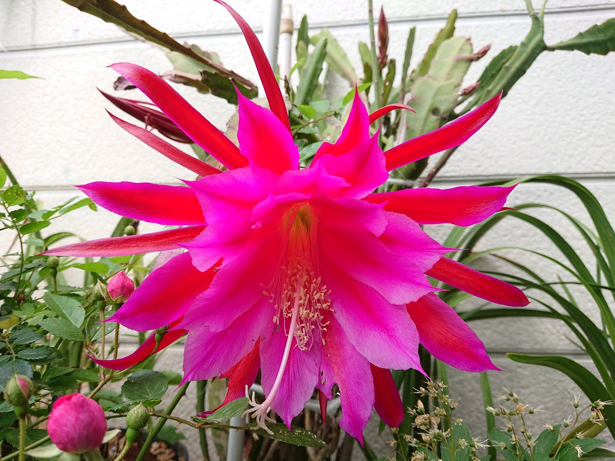 のえる 色即是空 空即是色 実は孔雀サボテンな花言葉は 儚い美 のほかに 幸せをつかむ というのもあるので 期待してしまいますね のえる 色即是空 空即是色 実は孔雀サボテンな花言葉は 儚い美 のほかに 幸せをつかむ というのもあるので 期待してしまいますね
