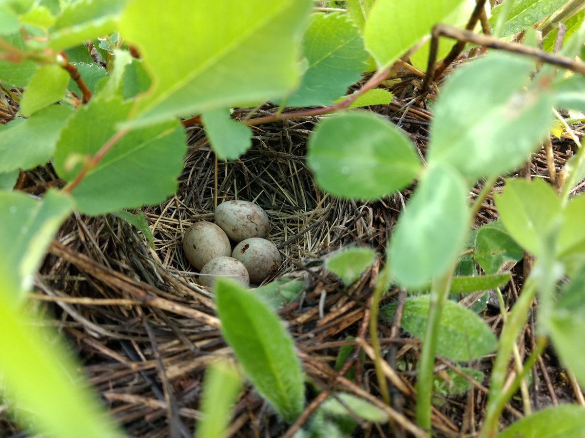BirdsCanada_BC's tweet photo. If you find a bird nest, check out #ProjectNestWatch to learn how to report nesting observations to help researchers, and learn the code of conduct for observing nests. 
Pictured here is a Savannah Sparrow nest that was happened upon and quickly left.
https://t.co/nbXqfETxgi https://t.co/XdBSeZnQVF
