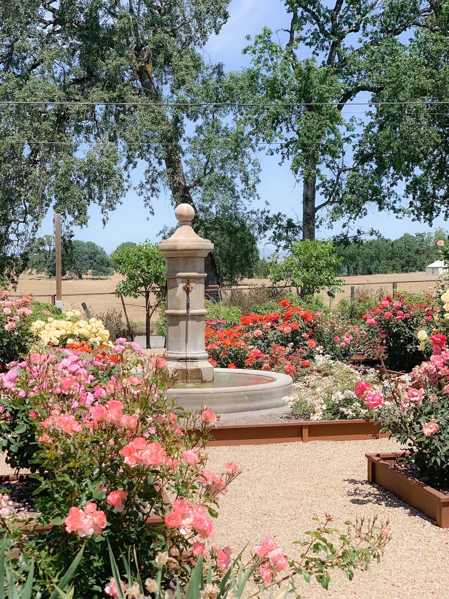 bricoleurwine's tweet image. The Bricoleur roses are in full effect✨Visit us and experience the beauty of our rose garden oasis🌹