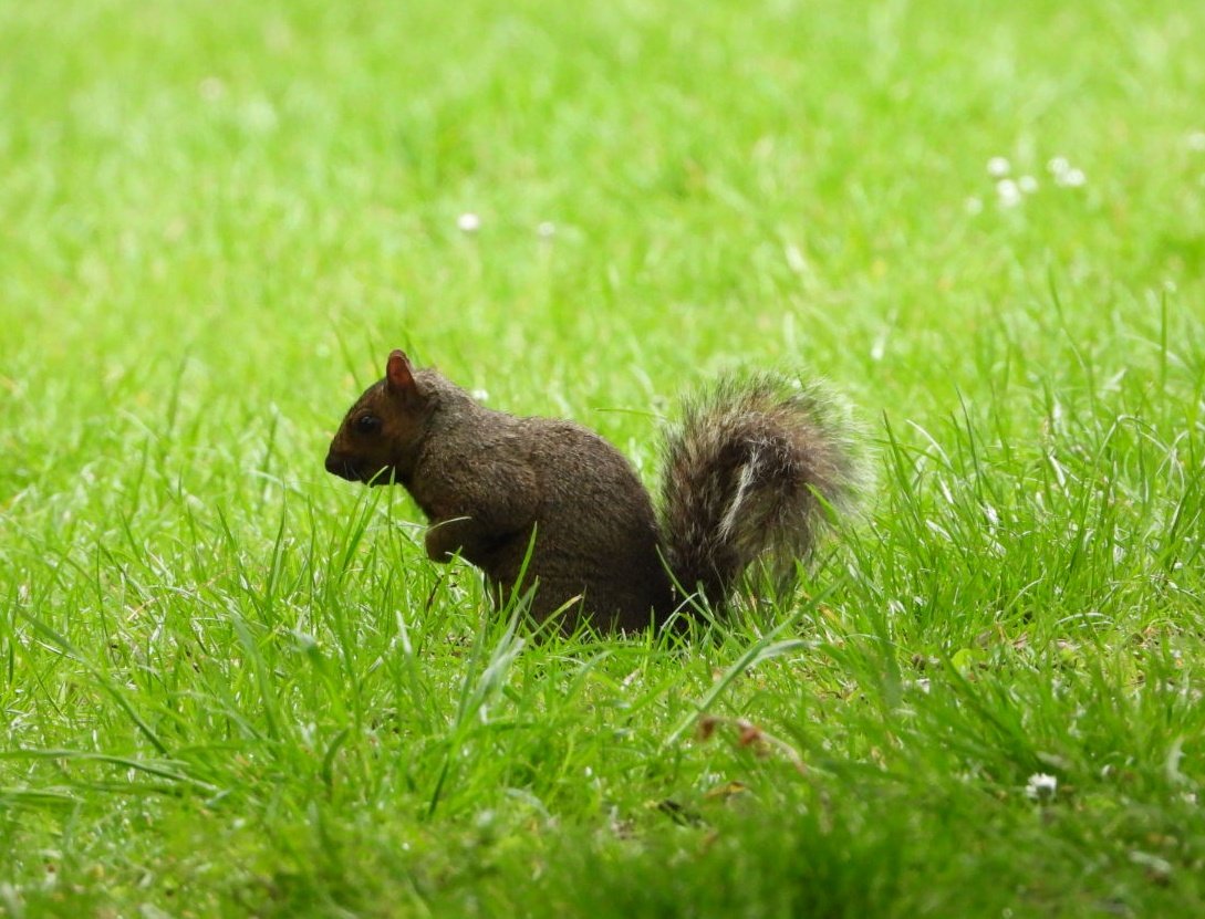 Wannie29837835's tweet photo. This is the first brown #squirrel that I have seen in Fairlands - assuming this is a black &amp; grey hybrid or just a colour anomoly? @WoodlandTrust @HMWTBadger @HertsWild https://t.co/f4GzPsvVtz
