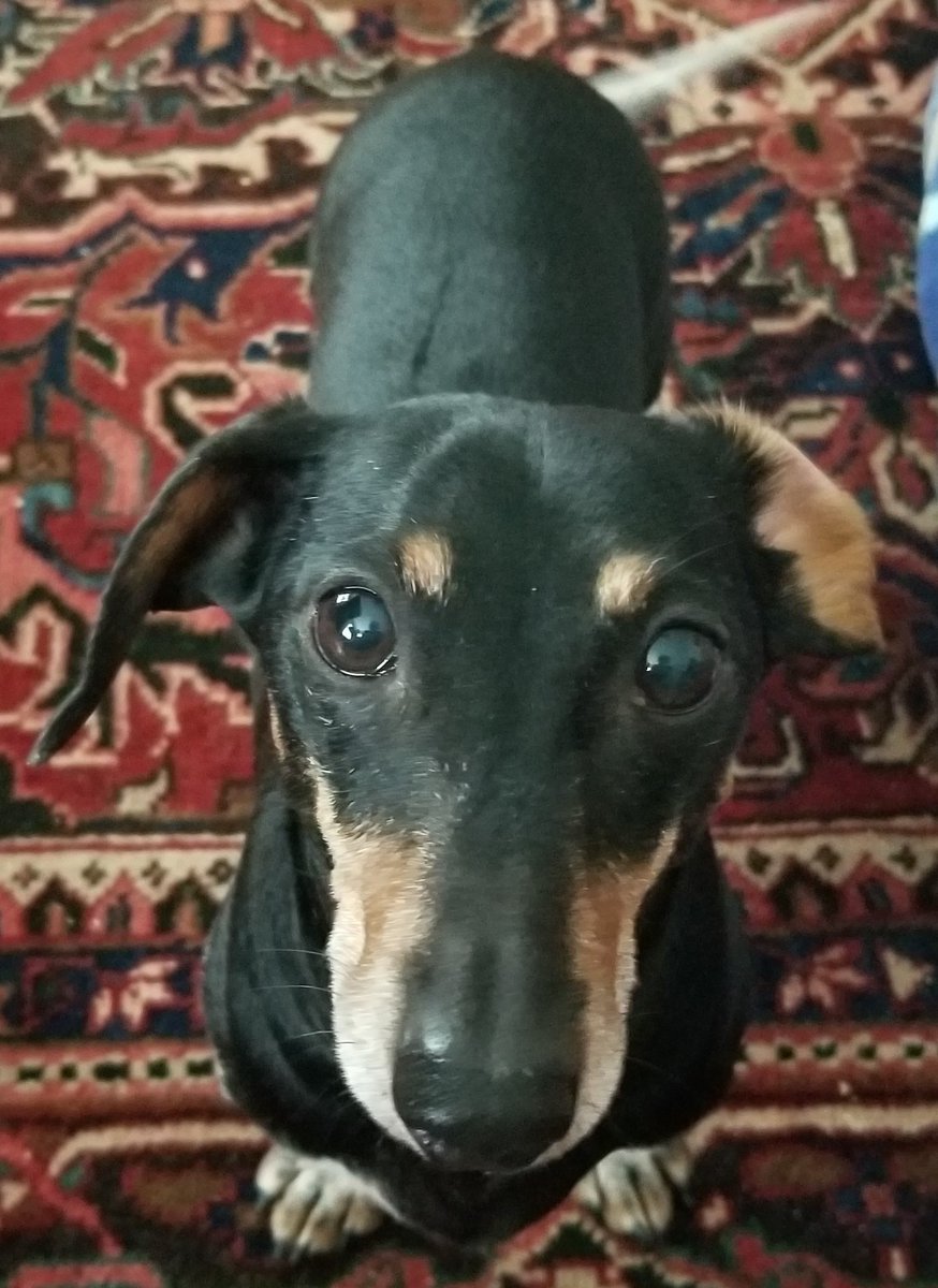 willis_clarissa's tweet photo. Happy Friday! My dog Mr. Ebenezer and I are so excited tomorrow we are going on vacation. We are going to Sedona Arizona to check out the energy vortices and enjoy the beautiful mountains. https://t.co/DoPA1fFiwT
