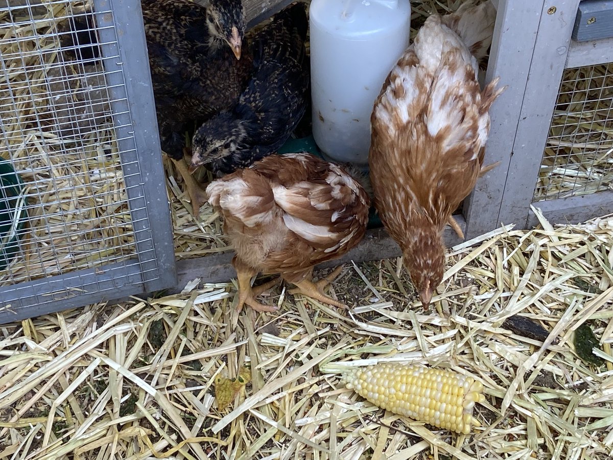 I hope this isn’t weird that I named my two Cream Legbar chickens Zooey #zoeysextraordinaryplaylist &amp; Jane after ⁦<a href="/jcolburnlevy/">Jane Levy</a>⁩