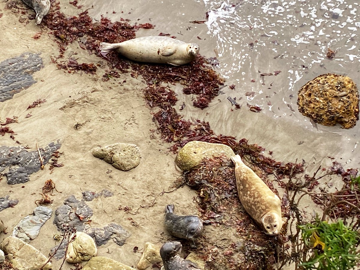 Hike today had lots of baby seals #pointlobos