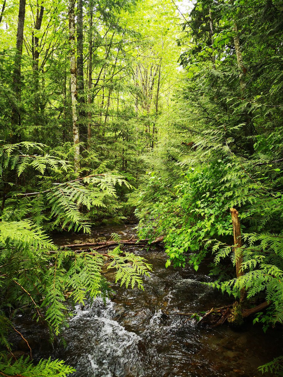 A couple stream sites from my Master's field work this week!

Elk Creek that runs through a BUNCH of #agricultural land and a pristine reference stream in Chawathil!

Both essential habitat for salmonids 🐟

#nature #ecology #streams #FirstNations