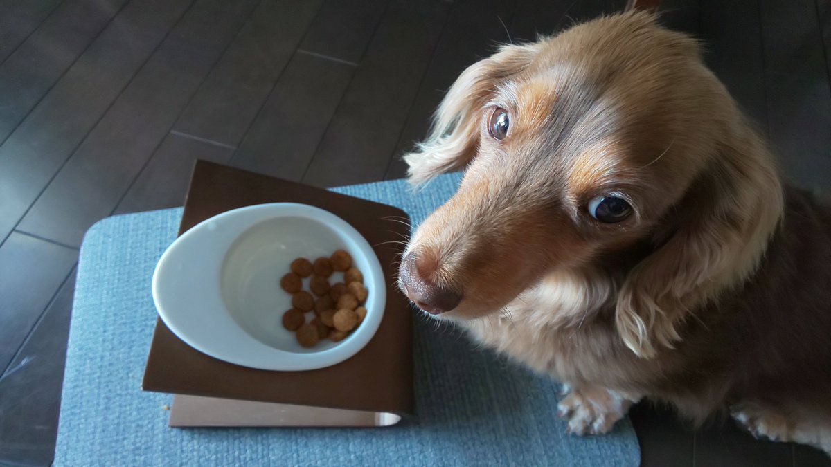 ぺんぎん フード早く食べなさーい サラダ ヨーグルトもうたべたの ミニチュアダックス プラムケンネル 短足犬 チョコタン フード サラダ ヨーグルト 犬潤 ぺんぎん フード早く食べなさーい サラダ ヨーグルトもうたべたの ミニチュアダックス プラムケンネル 短足犬 チョコタン フード サラダ ヨーグルト 犬潤