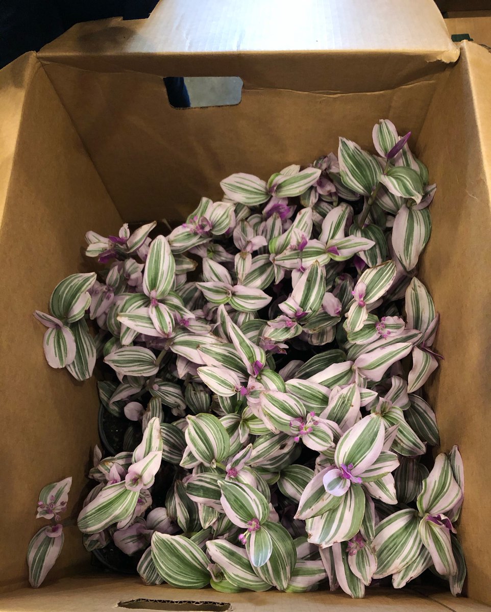 Nanouk!!! Such a cool name and such a cool variety of tradescantia. Super pumped to these!!! $30 for a 6” pot. Bright indirect light.