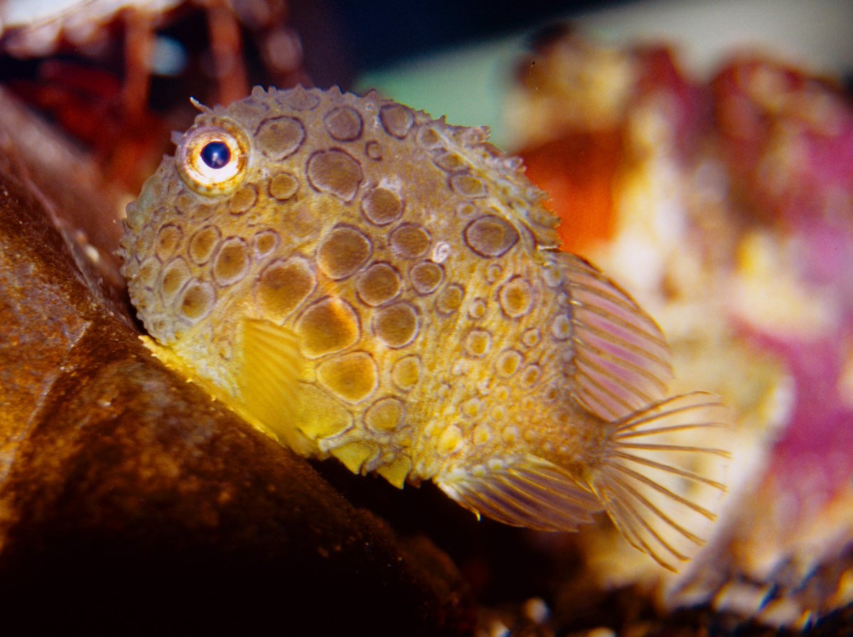 Spiny lumpsuckers grow only a few inches long and have rounded bodies. Instead of scales, they are covered in spiny plates called tubercles, and have modified fins that act like a suction cup, allowing them to attach to rocks or other substrates #FishFactFriday

Photo by NOAA