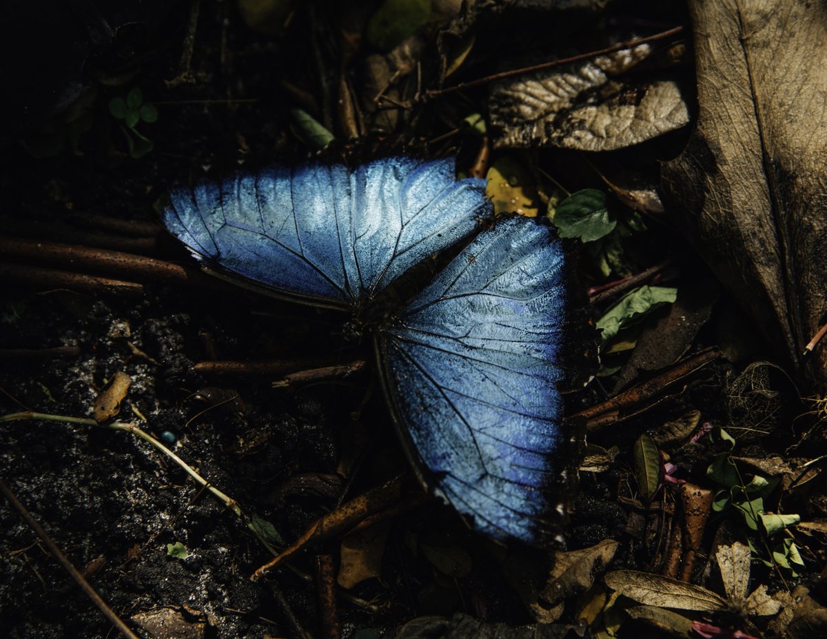 Discover the work of <a href="/RoseMCromwell/">Rose Marie Cromwell</a> and many more talented photojournalists at our annual Spring Photography Auction through June 15!

CLICK HERE for more information: newswomensclubnewyork.com/2021-photo-auc…